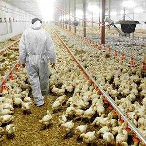 Poultry farmers are among those who may be affected after the RHI scheme was scrapped