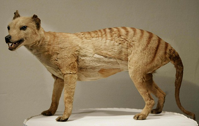 Mr Waters has in his possession over 500 sighting of thylacines in South Australia alone