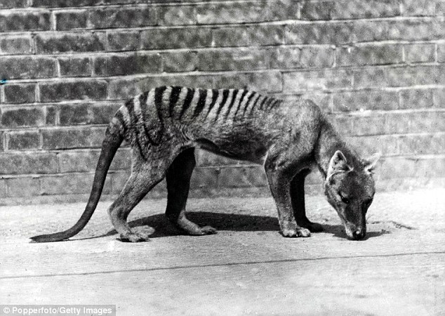 Tasmanian Tigers on the mainland of Australia are thought to have become extinct over 2000 years ago but Mr Waters hopes that his research can help prove they still roam the country