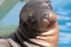 Storm the sea lion at Dolphin Marine Magic