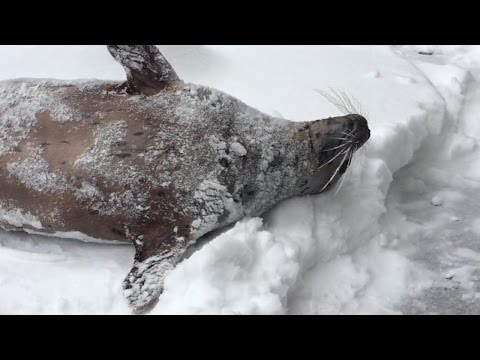 Snow day at the Oregon Zoo