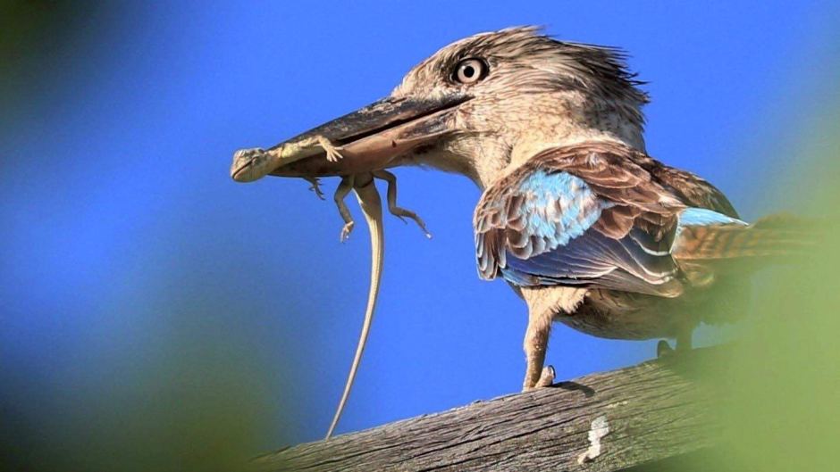 Blue-winged kookaburra