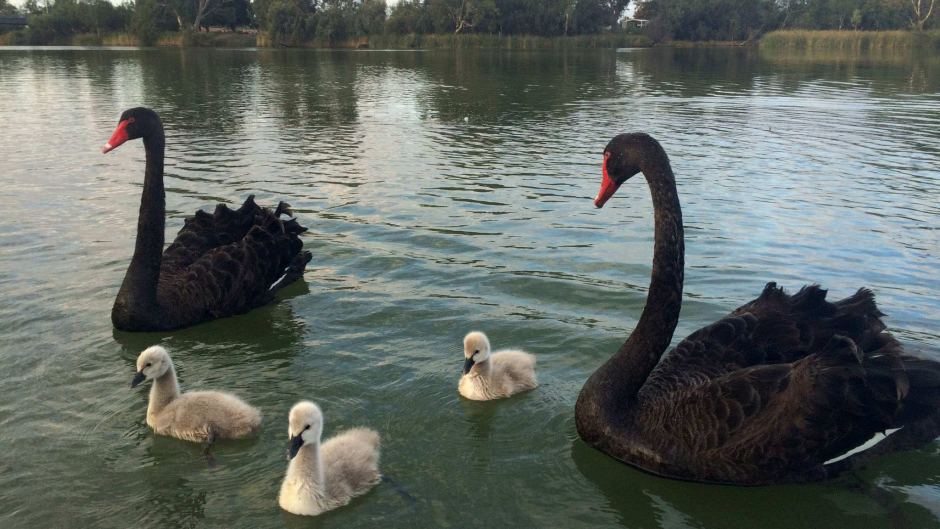 Swans at Wentworth