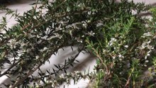 A photo of a jelly bush tea tree plant lying on a bench.