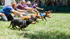 Action from the Dachshund races at the Bungendore show.