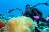 A woman in a wetsuit and scuba equipment uses a camera to capture coral marine life