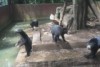 Activists claim the bears are underfed and begging for food. Footage courtesy Scorpion Foundation