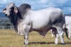 Legendary bulls genes may hold the secret to better cow fertility