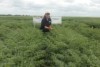 New chickpea variety bowls in promising 'R rating' for fungal disease