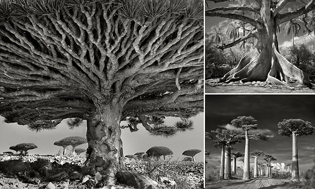 Beth Moon photographs the world’s oldest trees