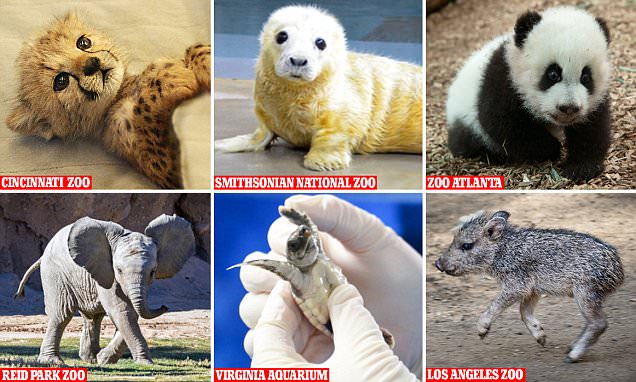 Zoos enter Twitter battle with their cutest animal snaps 