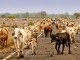 QLD farmers rally against Govt plans to acquire their land for military base