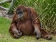 Zoo grieves over death of endangered Sumatran orangutan