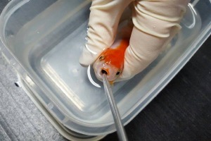 Lifesaving surgery was performed on a Brisbane woman's goldfish. 