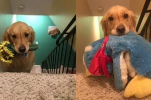 Mojito the therapy dog really loves her toys.