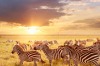 Zebras at Maasai Mara parkland located on the border of Kenya, Uganda and Tanzania.