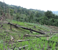 nicaragua-rainforest