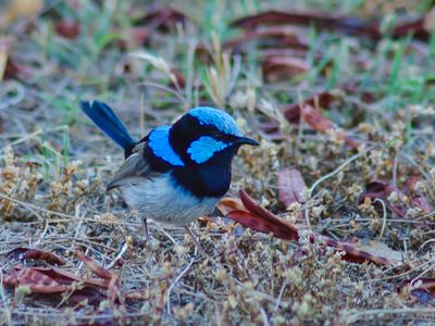 Blue Wren