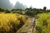 Rice fields of Southern China.