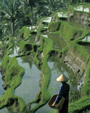 Steep terraces: A farmer looks across  rice fields.