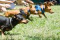 Action from the Dachshund races at the Bungendore show.