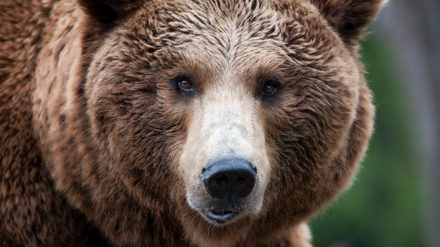 APRIL 8 POSTCARD YELLOWSTONE GETTY IMAGES 138743471. BROWN BEAR