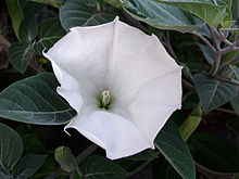 Datura inoxia Sopron 02 4x3.jpg