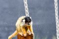 Squirrel monkey Ayaka shakes off the rain.