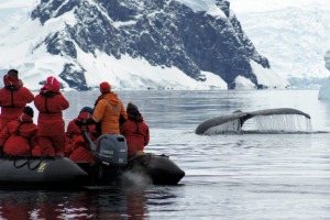 Getting up close with whales.