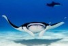 A manta ray in the waters off Cocos Keeling Islands
