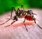 The Aedes aegypti mosquito, which spreads dengue fever.