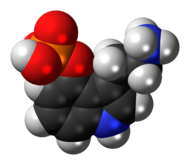 Space-filling model of the norbaeocystin molecule as a zwitterion