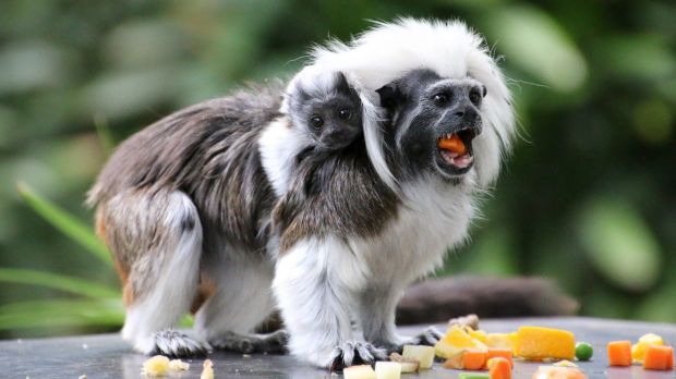 Taronga's new baby cotton-top tamarin.