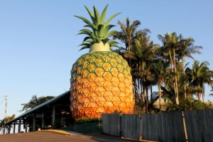 The Big Pineapple (ABC News: Giulio Saggin, file)