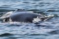 The humpback whale calf caught in a net and rope off Narooma on Tuesday morning.