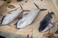 Three dead minke whales lie on the deck of the Japanese whaling vessel Nisshin Maru in the Southern Ocean in 2014.
