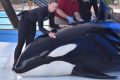 Unna the orca died on Monday at SeaWorld, San Antonio, Texas, after developing a candida infection.