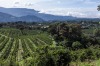 Coffee heaven: Hotel Finca Lerida coffee plantation and boutique hotel in Boquete, Panama.