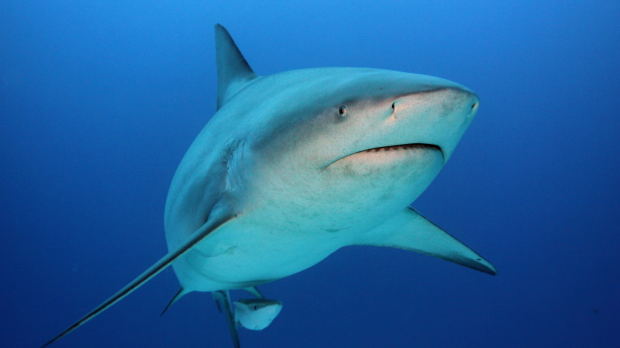 Bull sharks are thought to be hungrier when the water temperature rises.