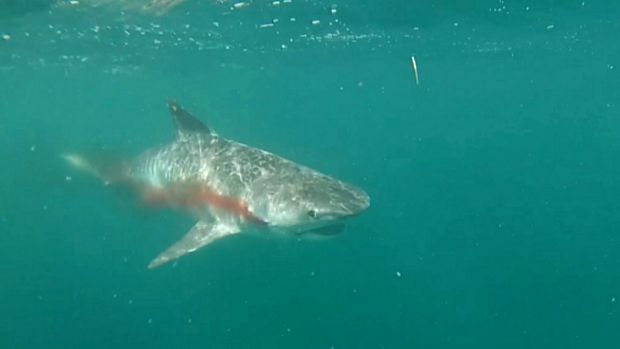 A tiger shark released after capture in WA. There is disagreement between scientists and fishermen about mortality rates on release. 