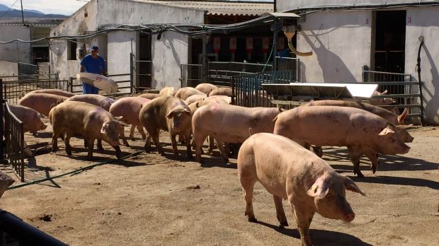 Pigs at the Agropor facility in Spain are being used in the chimera experiments.