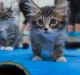The first ever Canberra session of Cats on Mats yoga kicked off on Friday 20, 2017 in Macquarie. 