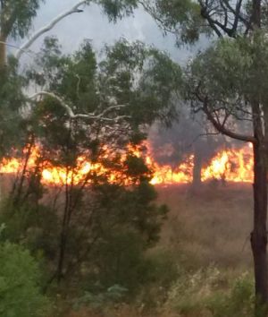 Firefighters have extinguished a grass fire burning at Latham.