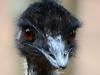 Emu dies after being ‘arrested’