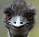 Emus can run at speeds up to 48km/h.