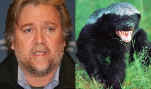 Constitution? Steve Bannon Is Honey Badger, He Don't Give A Sh*t