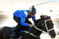 Third best: Winx, ridden by Hugh Bowman, finishing at Rosehill.