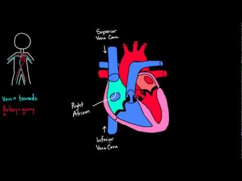 Flow through the heart | Circulatory system physiology | NCLEX-RN | Khan Academy