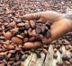 A cocoa farmer from Yaokouakoukro village inspects beans drying in the sun.