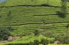 My daughter inspecting the tea leaves in the endless plantations of Munnar, Kerala a few weeks ago.On our way there from ...